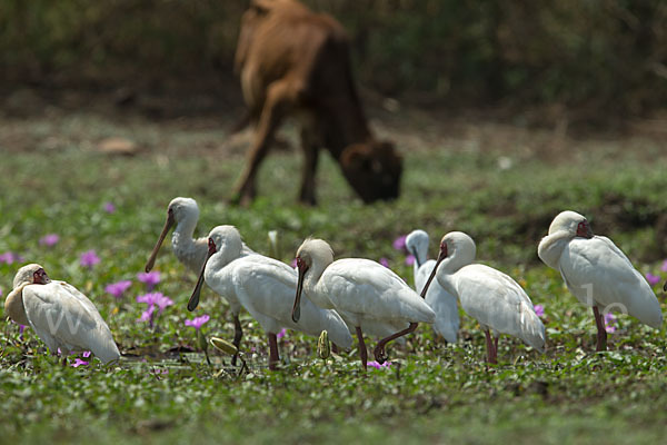 Afrikanischer Löffler (Platalea alba)