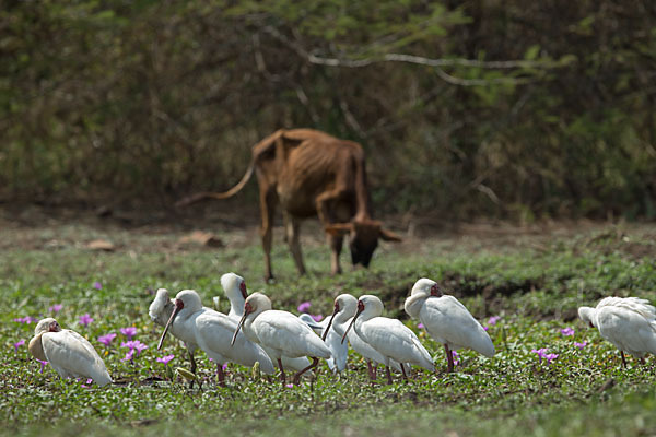 Afrikanischer Löffler (Platalea alba)