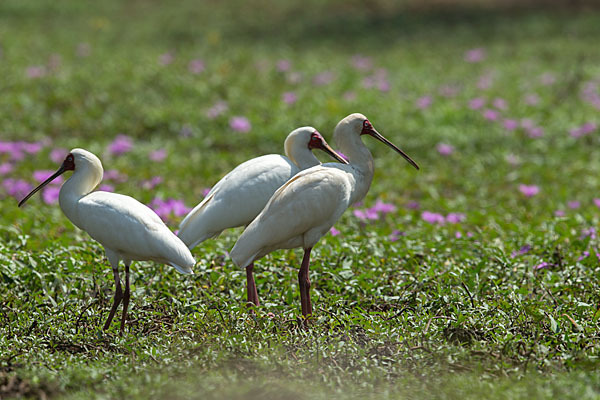 Afrikanischer Löffler (Platalea alba)