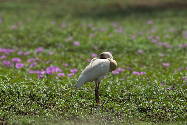 Afrikanischer Löffler (Platalea alba)