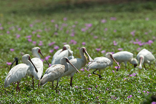 Afrikanischer Löffler (Platalea alba)