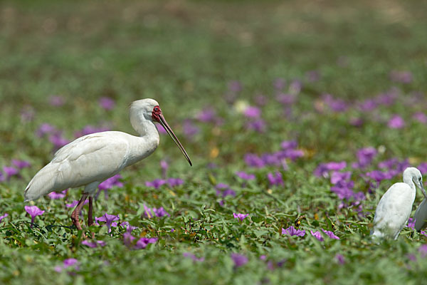 Afrikanischer Löffler (Platalea alba)