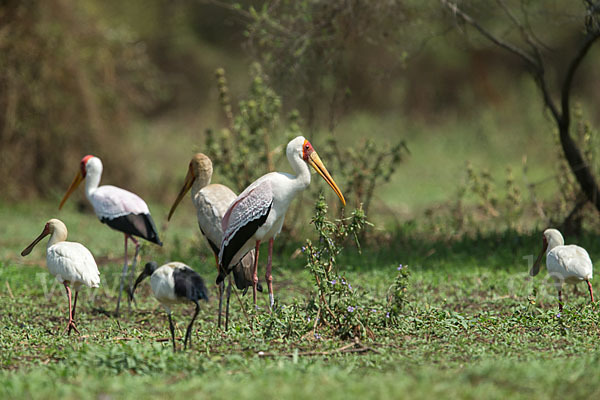 Afrikanischer Löffler (Platalea alba)