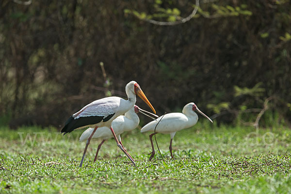 Afrikanischer Löffler (Platalea alba)