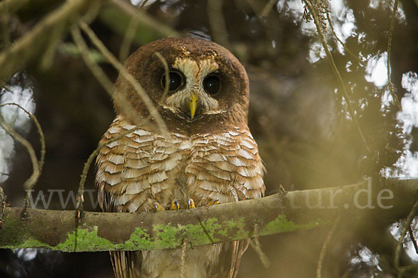 Afrikanischer Waldkauz (Strix woodfordii)