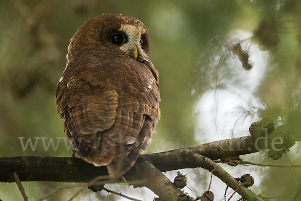 Afrikanischer Waldkauz (Strix woodfordii)