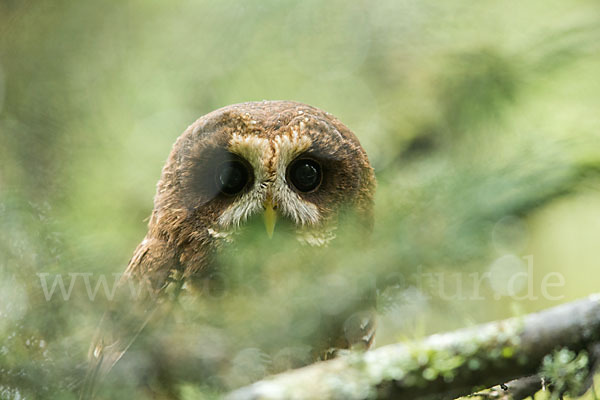 Afrikanischer Waldkauz (Strix woodfordii)