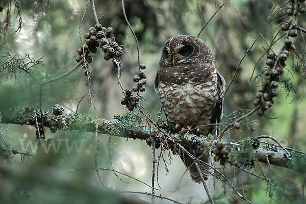 Afrikanischer Waldkauz (Strix woodfordii)