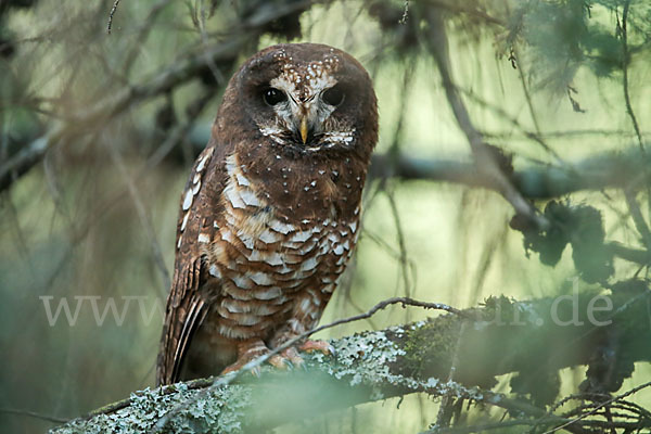 Afrikanischer Waldkauz (Strix woodfordii)