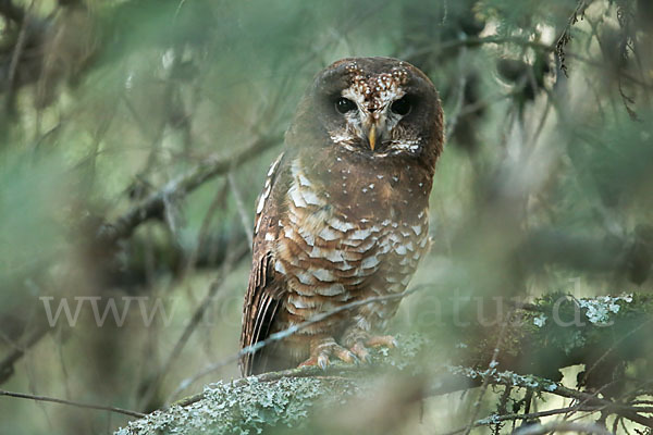 Afrikanischer Waldkauz (Strix woodfordii)