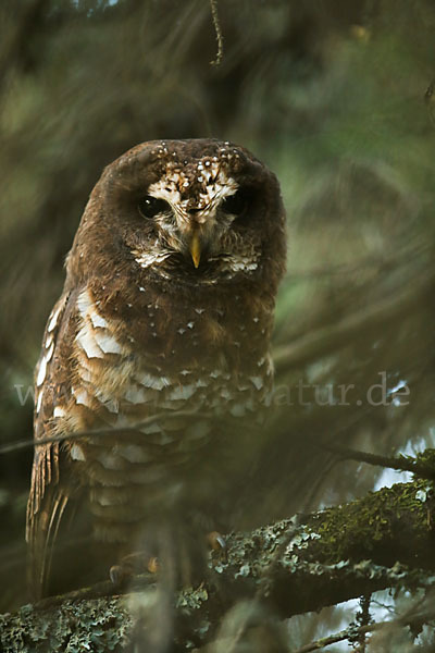 Afrikanischer Waldkauz (Strix woodfordii)