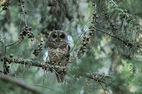 Afrikanischer Waldkauz (Strix woodfordii)