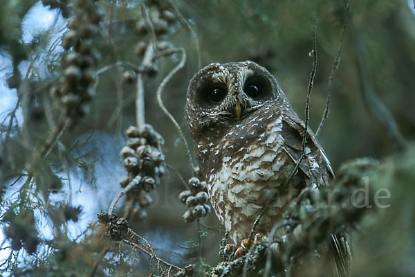 Afrikanischer Waldkauz (Strix woodfordii)