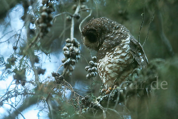 Afrikanischer Waldkauz (Strix woodfordii)