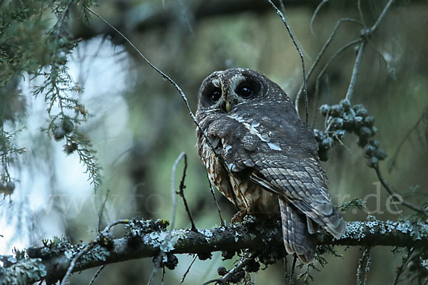 Afrikanischer Waldkauz (Strix woodfordii)