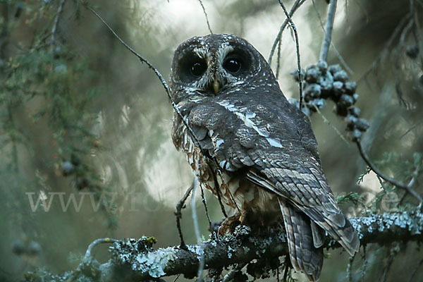 Afrikanischer Waldkauz (Strix woodfordii)