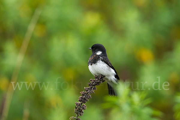 Afrikanisches Schwarzkehlchen (Saxicola torquata albofasciatus)