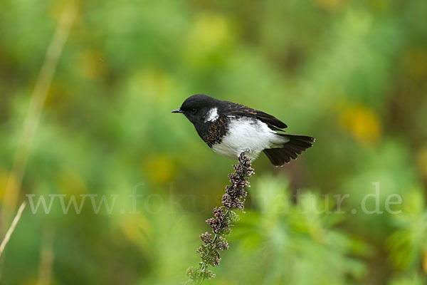 Afrikanisches Schwarzkehlchen (Saxicola torquata albofasciatus)