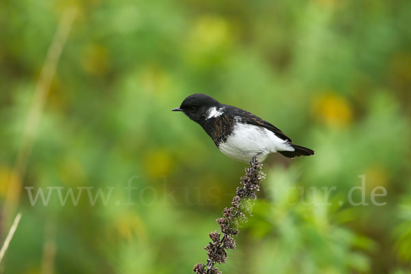 Afrikanisches Schwarzkehlchen (Saxicola torquata albofasciatus)