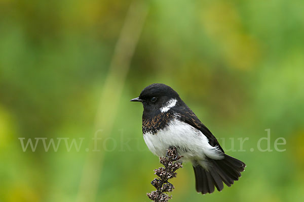 Afrikanisches Schwarzkehlchen (Saxicola torquata albofasciatus)