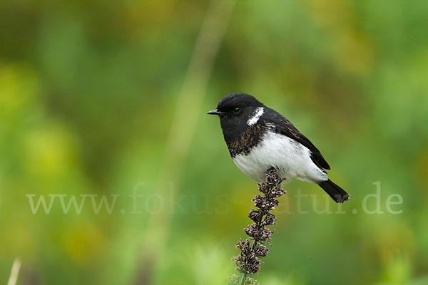 Afrikanisches Schwarzkehlchen (Saxicola torquata albofasciatus)