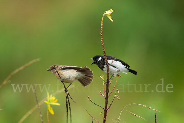 Afrikanisches Schwarzkehlchen (Saxicola torquata albofasciatus)