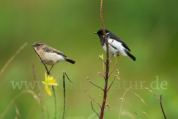 Afrikanisches Schwarzkehlchen (Saxicola torquata albofasciatus)