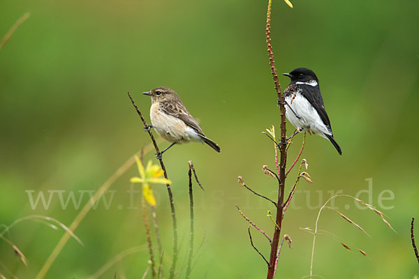 Afrikanisches Schwarzkehlchen (Saxicola torquata albofasciatus)