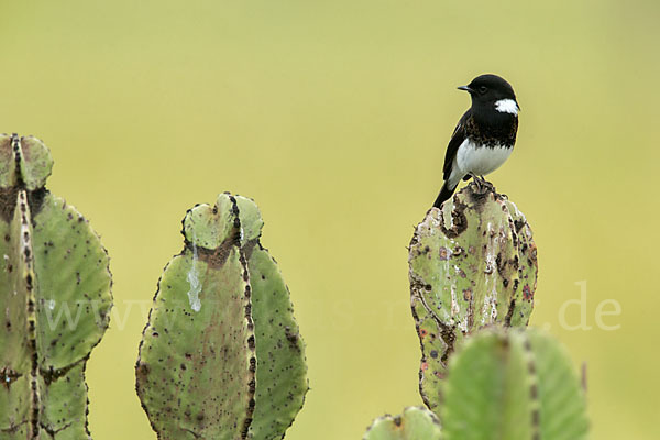 Afrikanisches Schwarzkehlchen (Saxicola torquata albofasciatus)