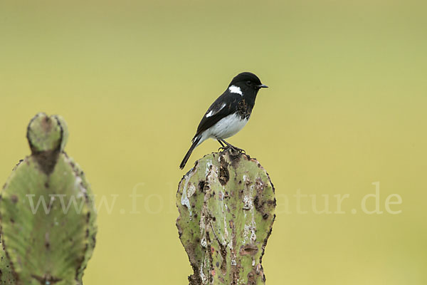 Afrikanisches Schwarzkehlchen (Saxicola torquata albofasciatus)