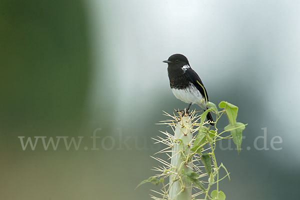 Afrikanisches Schwarzkehlchen (Saxicola torquata albofasciatus)