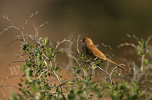 Akaziendrossling (Turdoides fulvus)