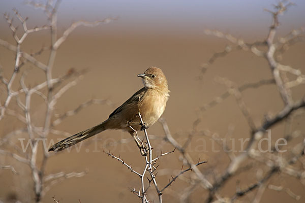 Akaziendrossling (Turdoides fulvus)