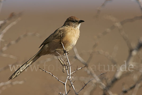 Akaziendrossling (Turdoides fulvus)