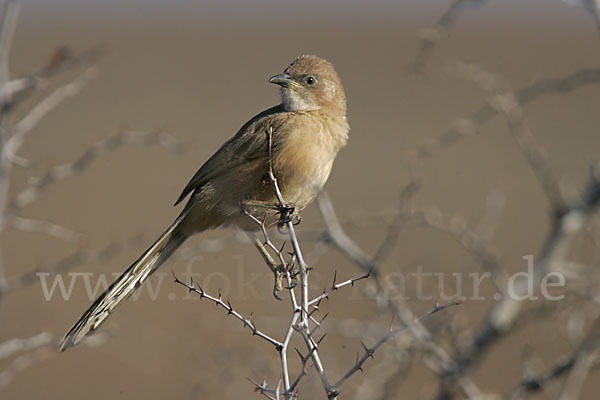 Akaziendrossling (Turdoides fulvus)