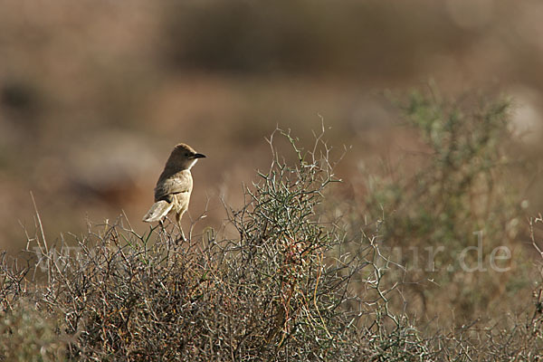 Akaziendrossling (Turdoides fulvus)