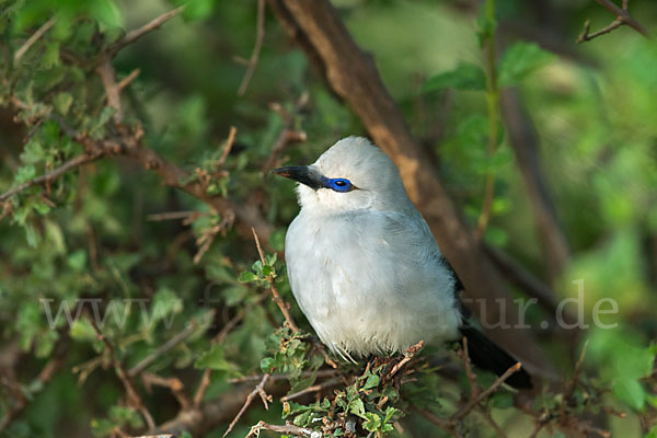 Akazienhäher (Zavattariornis stresemanni)