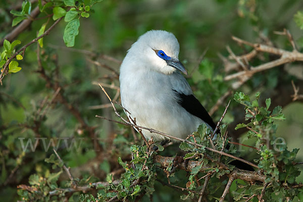 Akazienhäher (Zavattariornis stresemanni)