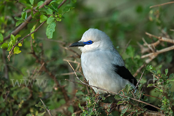 Akazienhäher (Zavattariornis stresemanni)