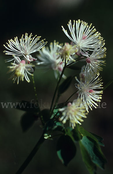 Akeleiblättrige Wiesenraute (Thalictrum aquilegiifolium)