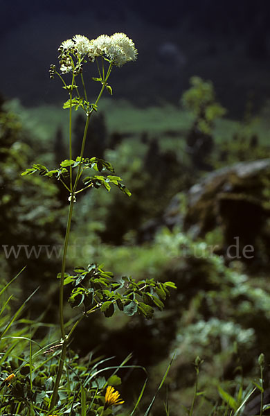 Akeleiblättrige Wiesenraute (Thalictrum aquilegiifolium)