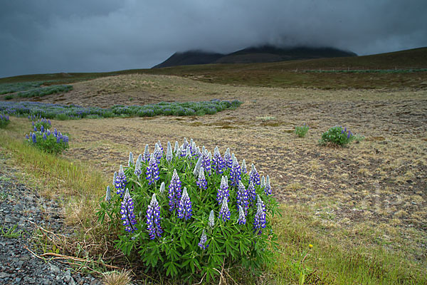 Alaska-Lupine (Lupinus nootkatensis)