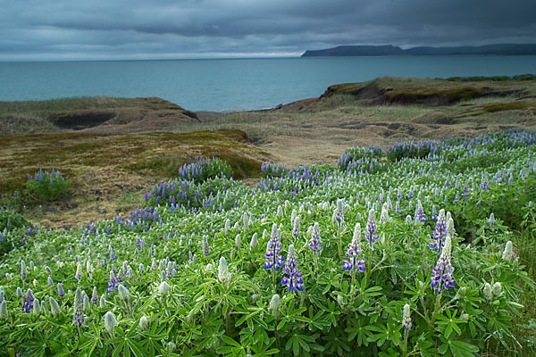 Alaska-Lupine (Lupinus nootkatensis)