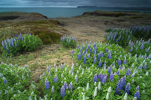 Alaska-Lupine (Lupinus nootkatensis)