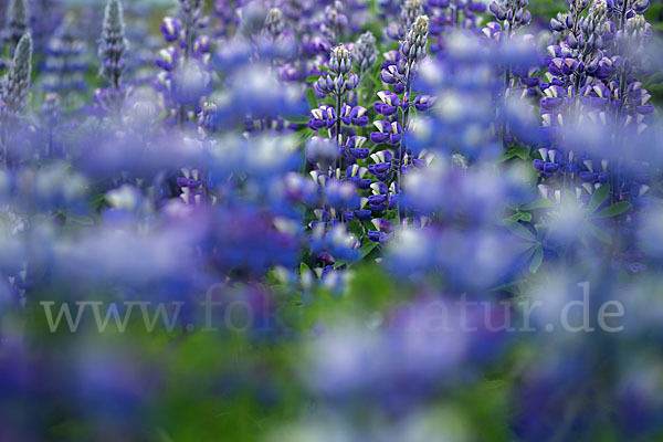 Alaska-Lupine (Lupinus nootkatensis)