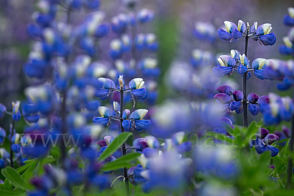 Alaska-Lupine (Lupinus nootkatensis)