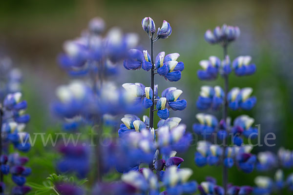 Alaska-Lupine (Lupinus nootkatensis)