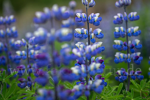 Alaska-Lupine (Lupinus nootkatensis)