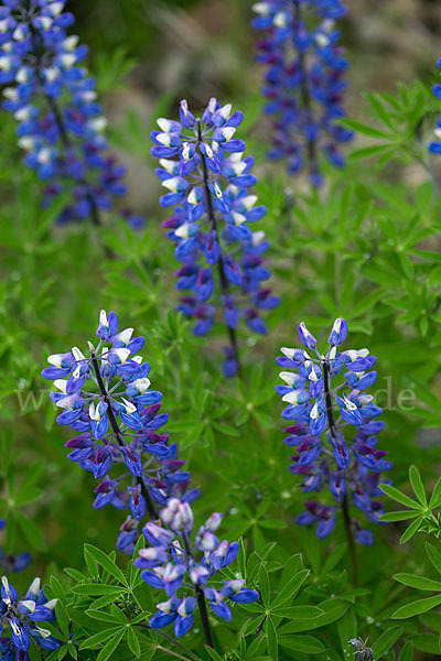 Alaska-Lupine (Lupinus nootkatensis)