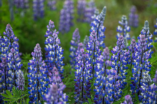 Alaska-Lupine (Lupinus nootkatensis)